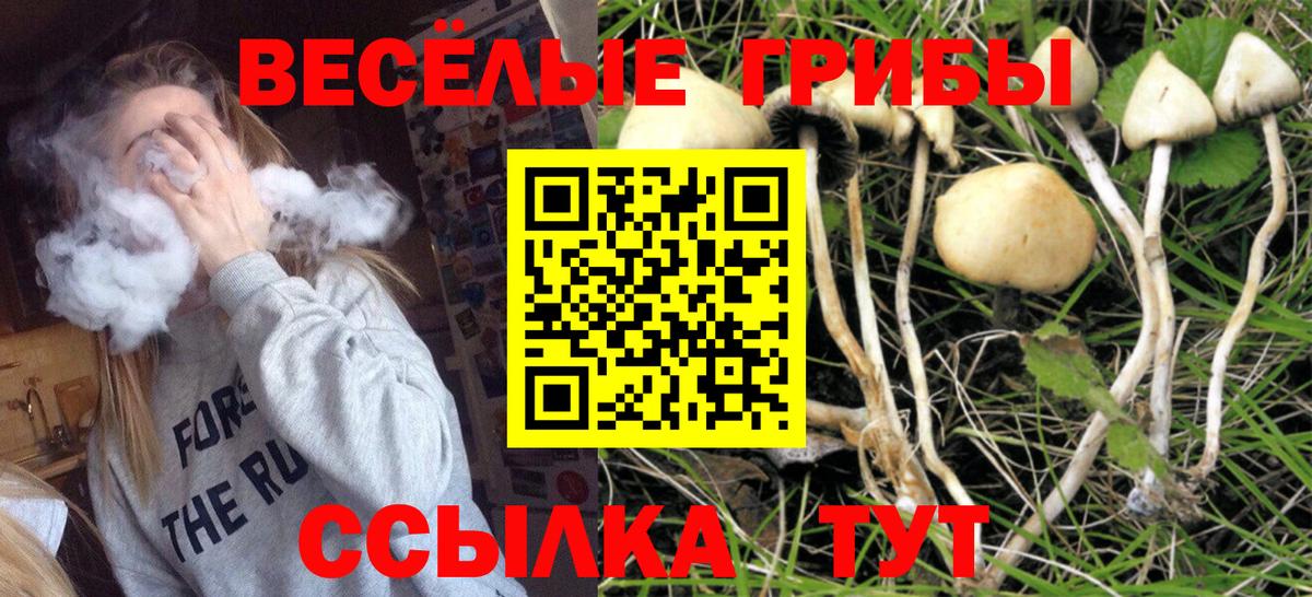 что такое   Вход с VPN  Котовск  Псилоцибиновые грибы Psilocybe 